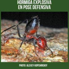 hormiga_explisiva_american_pest_control