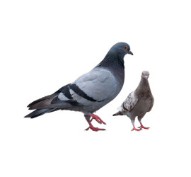 Control de palomas y aves