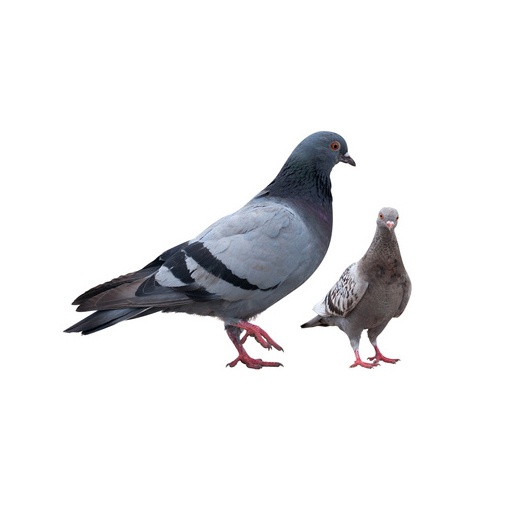 Control de palomas y aves