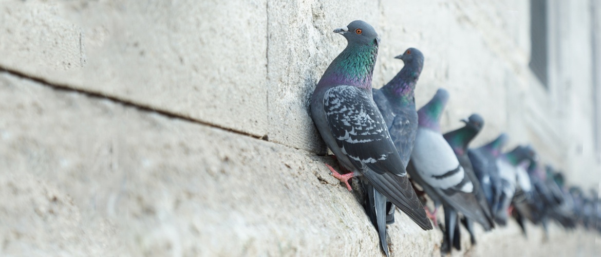 Control de plagas de palomas en Madrid
