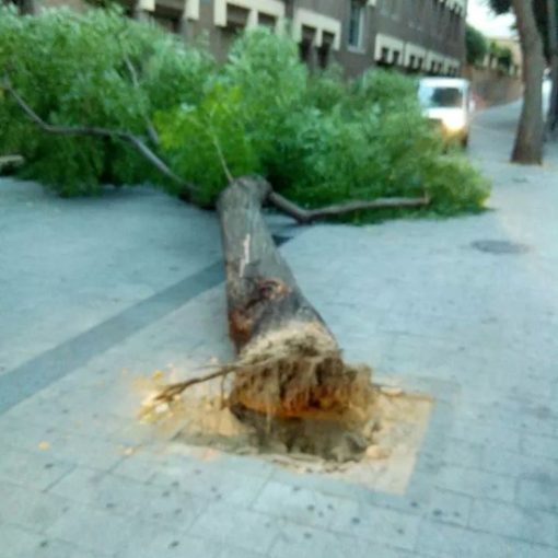 conecuencias de plaga Galeruca en Madrid
