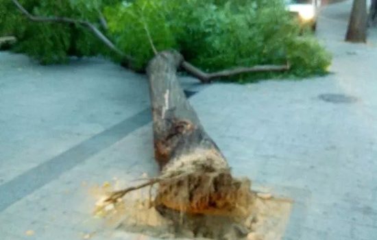 conecuencias de plaga Galeruca en Madrid