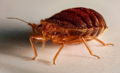 bedbug4stack01