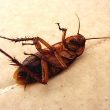 tipos-cucarachas-espa&ntilde;a