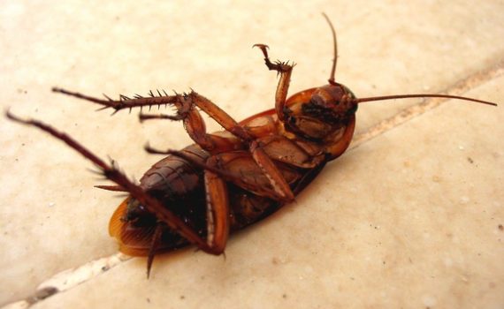 tipos-cucarachas-espa&ntilde;a