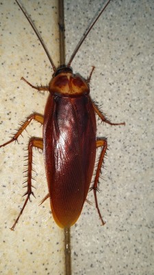 Plaga de cucarachas, cucaracha en la pared