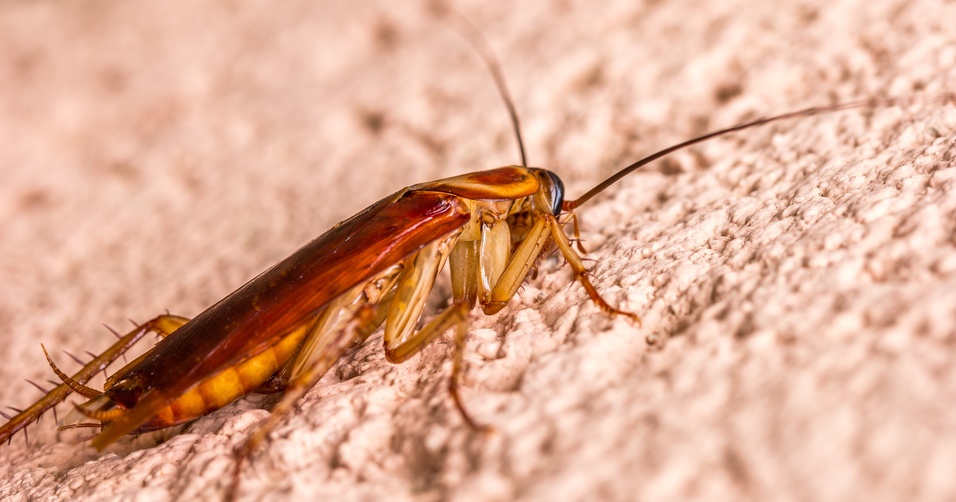 mitos de las plagas de cucarachas_cucaracha en el suelo