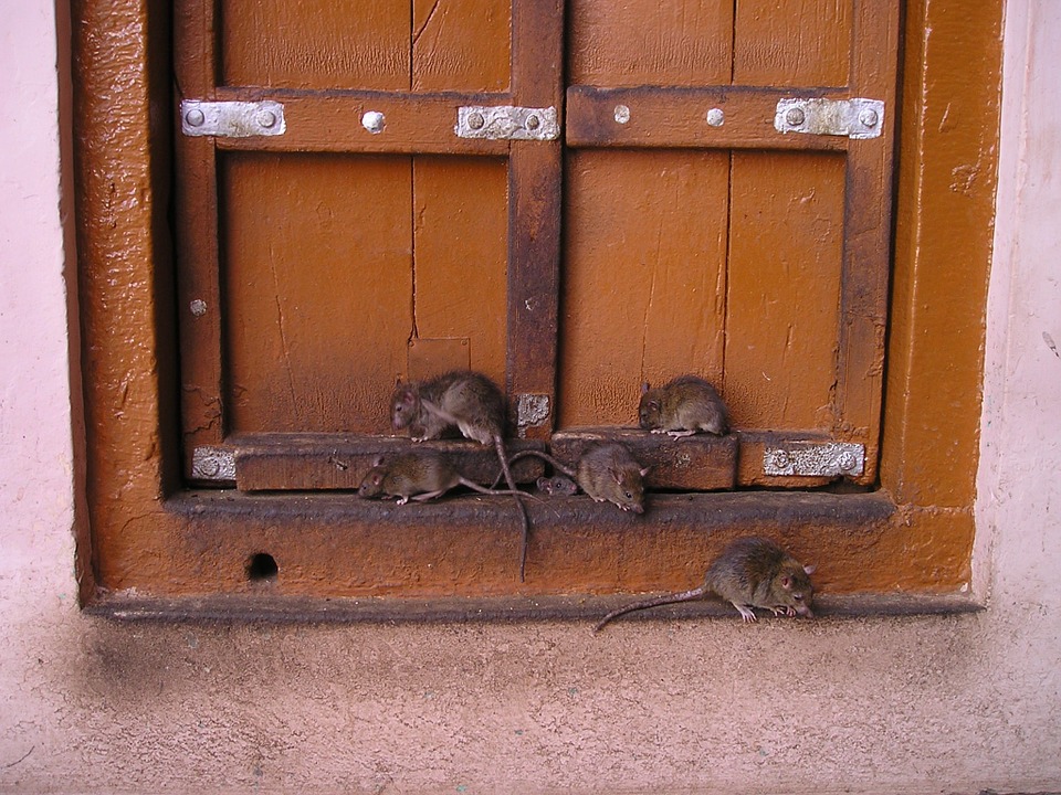 ratas en nuestras casas_en la puerta