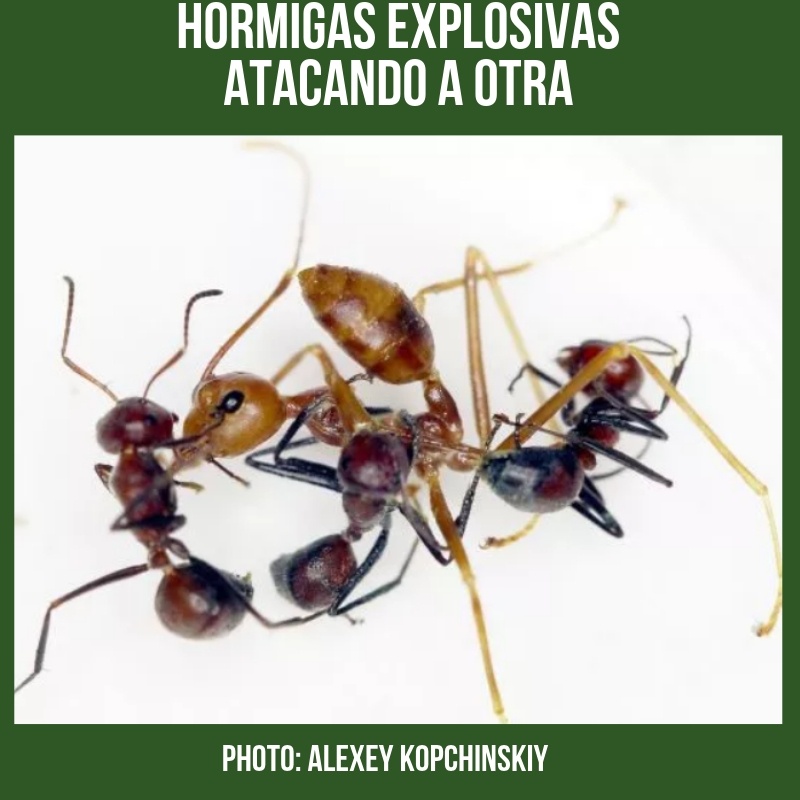 ataque_hormiga_explosiva_american_pest_control