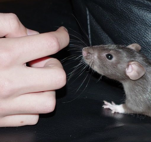 rat
